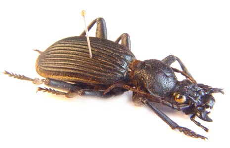 Anthia  massilicata.